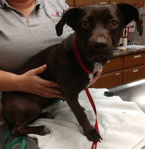 Barrington Oaks Veterinary Hospital - Brought in as impound 7/29, female, possible chocolate lab