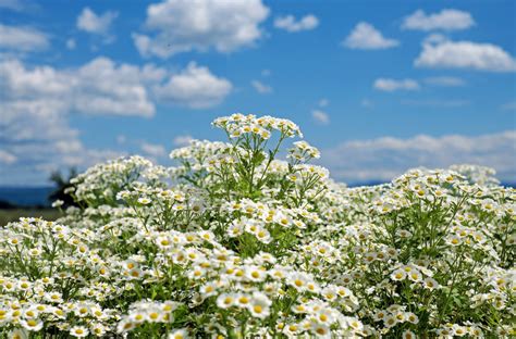 Free Images Nature Blossom Sky Field Meadow Flower Bloom Flora