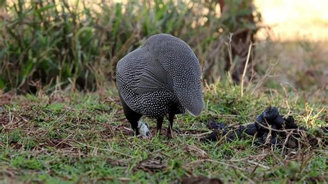 guinea fowl farm animal 27542966 Stock Video at Vecteezy