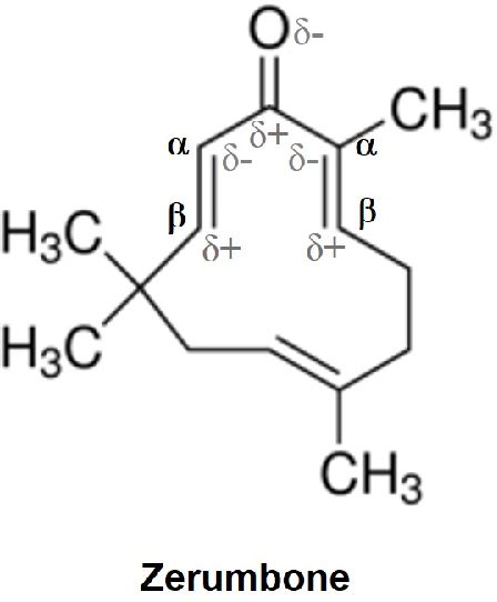 Figure 1 From Comparative Proteome Analysis Of Zerumbone Treated