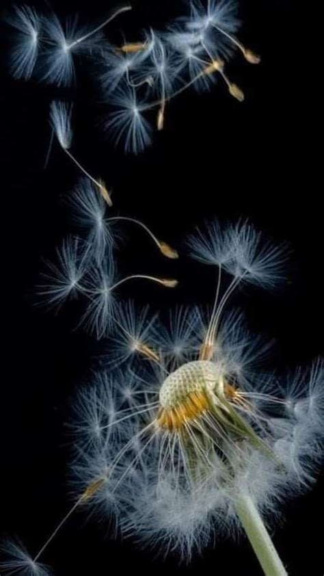 Pin By Kim Mundy On Dandelion Dandelion Painting Dandelion Art