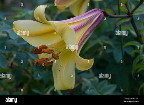 Lilium african queen lily immagini e fotografie stock ad alta ...