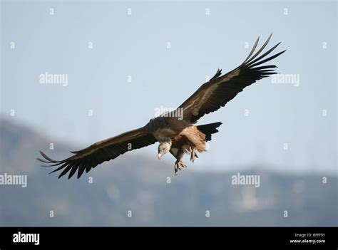 Eurasian Griffon Vulture Gyps Fulvus In Flight Soaring Above And