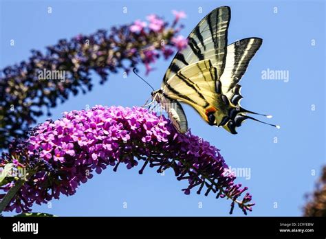 Scarce Swallowtail Butterfly Buddleja Butterfly Buddleja Davidii Flower