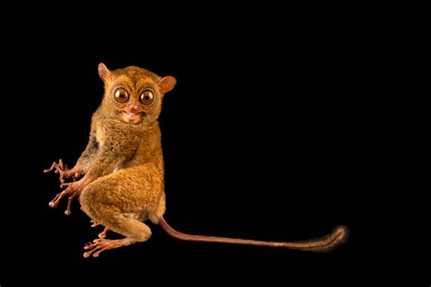 ANI106 00149 Joel Sartore