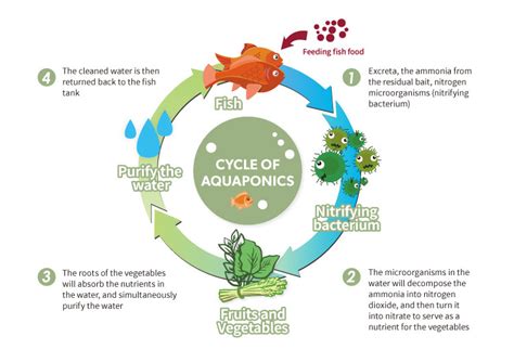 What Is Aquaponics 6 Benefits Of The Plant Fish Symbiosis Lagoon