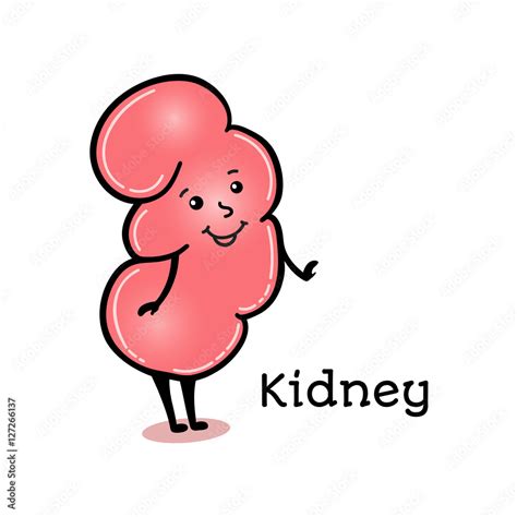 Cute And Funny Human Kidney Character Cartoon Vector Illustration