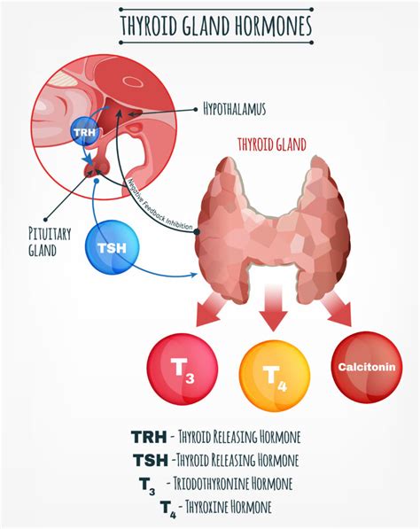 Miscarriage Thyroid Lab Tests And Reference Ranges