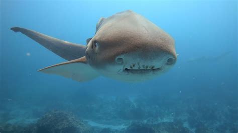 Leopard Sharks Everywhere Diving Julian Rocks Byron Bay Youtube