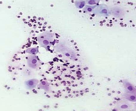 Canine Vaginal Cytology