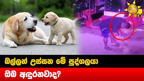 බල්ලන් උස්සන මේ පුද්ගලයා ඔබ අඳුරනවාද Hiru News Youtube