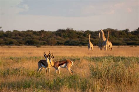 Botswana National Parks And Game Reserves Map And Guide