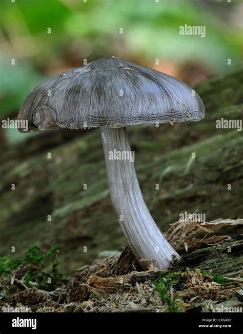 Deer Shield Fungus Pluteus Cervinus Stock Photo Alamy