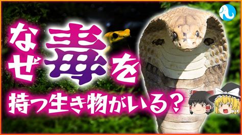 なぜ毒を持つ生き物がいるのか？なぜ自分の毒にやられないのか？【ゆっくり解説】 Youtube