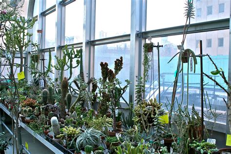 Garden Bytes from the Big Apple: PLANT SURPRISES