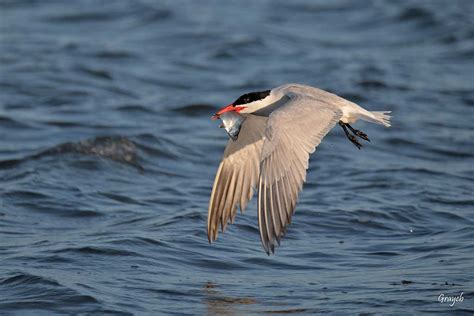 Divulgación Aves de Baja California Sur IPN