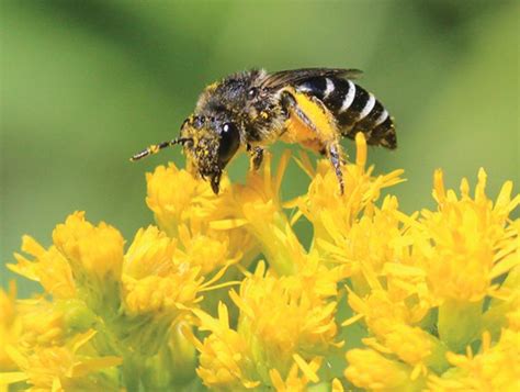 How To Protect Pollinators In Urban Landscapes And Gardens Landscaping