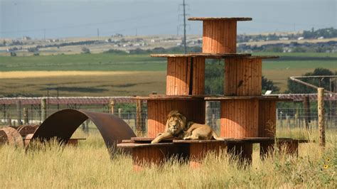 Colorado Wild Animal Sanctuary To Conduct Major Rescue Operation At