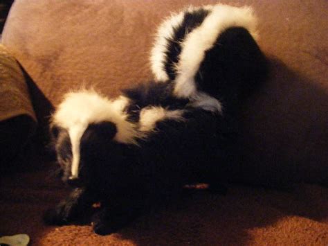 Fur Stuffed Skunk Skunk Fur