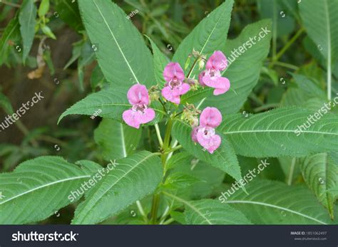 1,325 Himalayan balsam Images, Stock Photos & Vectors | Shutterstock