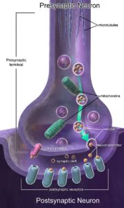 La Funci N Sorprendente Del N Sin Ptico En El Sistema Nervioso