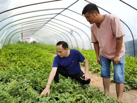 湖北之声报道：走马石首话高效菜园｜高质量发展看湖北蔬菜 湖北省农业农村厅