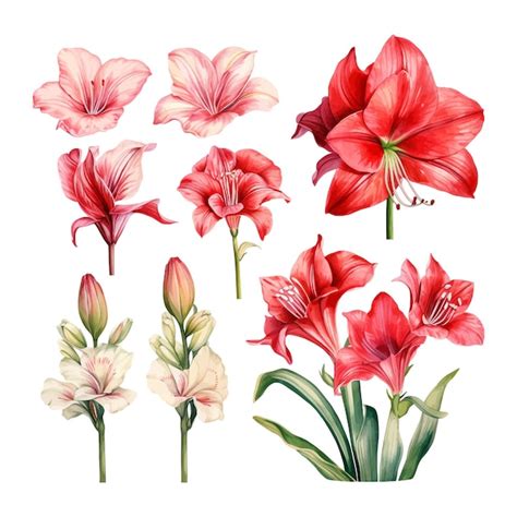 Conjunto De Aquarela Amaryllis Flor Isolada Fundo Branco Vetor Premium