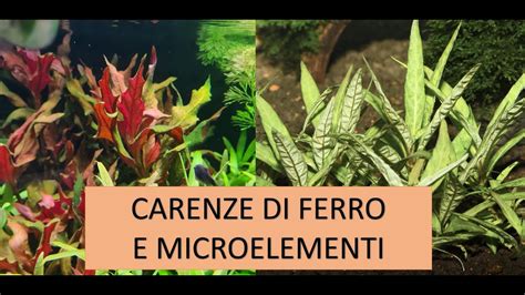 Capire Le Carenze Delle Piante In Acquario Parte Ferro E