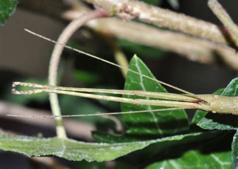 Indian Stick Insect Carausius Morosus