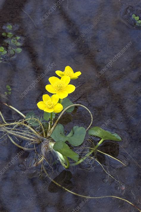 Marsh Marigold Stock Image F031 3100 Science Photo Library