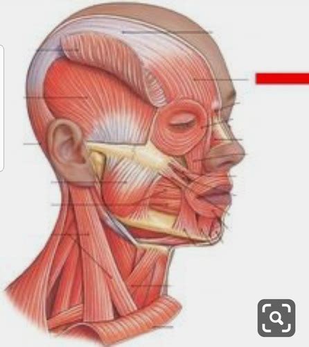 Bio 140 Muscular System Axial Musculature Flashcards Quizlet