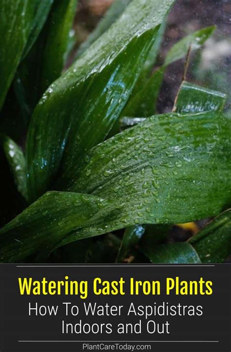 Watering Cast Iron Plants How To Water Aspidistra Plants