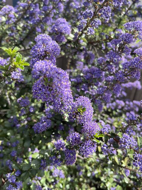 Ceanothus Blue Jeans Xera Plants