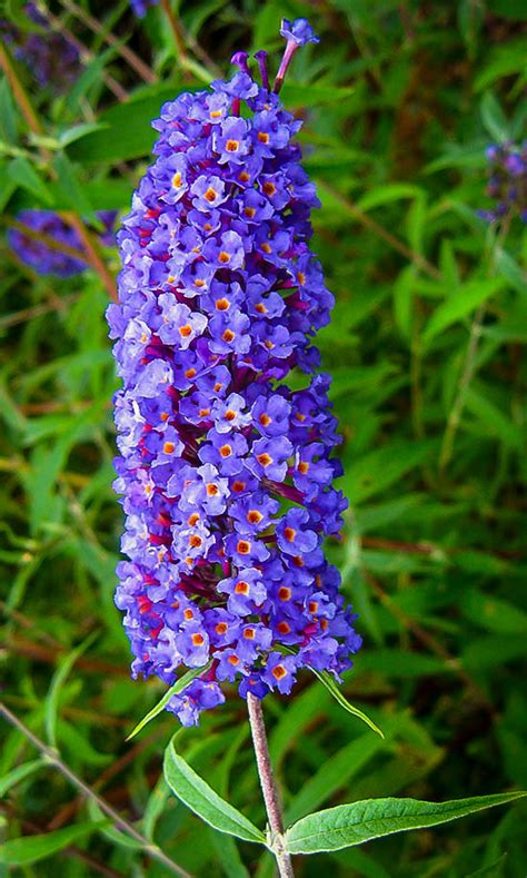 Nanho Blue Butterfly Bushes For Sale The Tree Center™