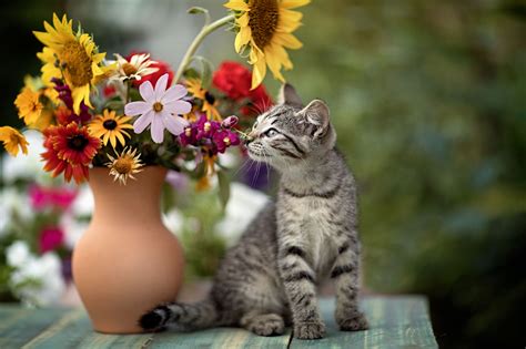 Download Baby Animal Kitten Flower Animal Cat Hd Wallpaper By Yuriy Korotun