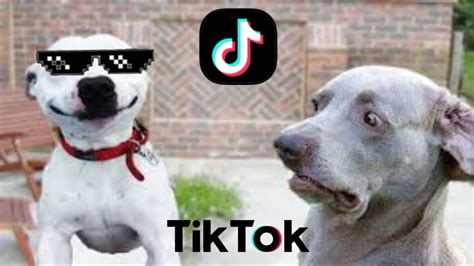 Funny Animals Tik Tok Video Compilation 3 2021 Youtube