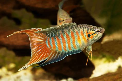 Paradise Fish Macropodus Opercularis Care Guide Fish Laboratory