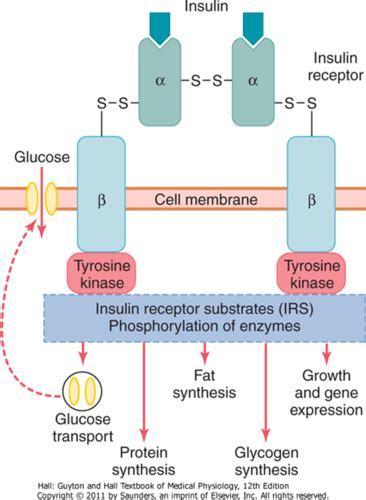 Chapter 79 Insulin Glucagon And DM Flashcards Quizlet