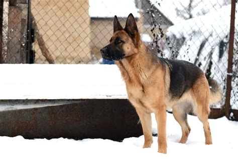 Comment apprendre le pas bouger à son chien