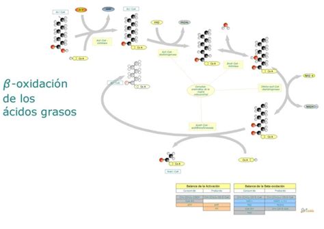 Beta oxidación de ácidos grasos pasos reacciones productos regulación