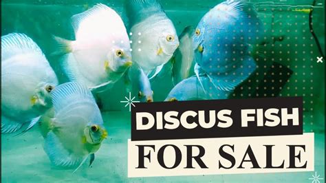 Discus Fish For Sale Albino Platinum Discus White Butterfly Discus