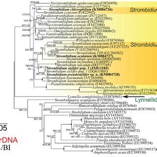 Maximum Likelihood Tree Inferred From SSU RDNA Sequences With An