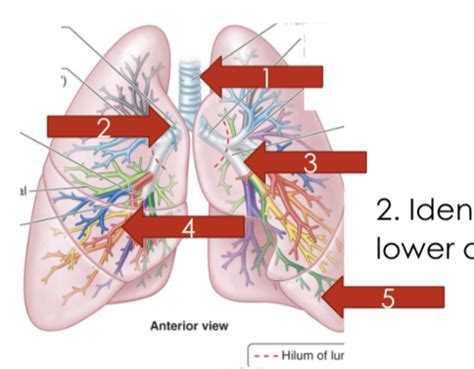 Exam 1 Pulmonary Flashcards Quizlet