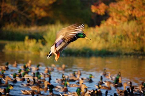 Ducks Unlimited Celebrates 86 Years Of Conservation