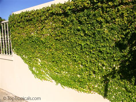 Ficus Pumila Ficus Repens Climbing Fig Creeping Fig Off