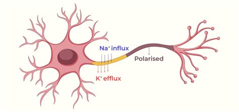 Nerve Impulse Conduction And Transmission Of Nerve Impulses