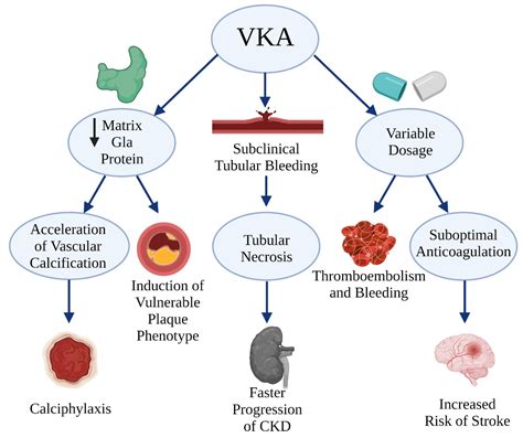 IJERPH Free Full Text Safety And Efficacy Of DOACs In Patients With