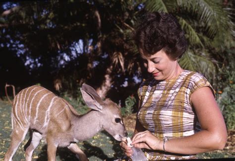 Remembering Dame Daphne Sheldrick An Enduring Legacy For Conservation