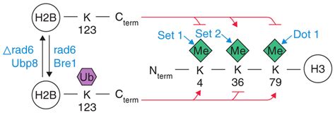 Cross Talk Between Ubiquitylation And Methylation Download Scientific