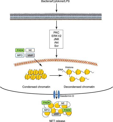 Frontiers The Role Of Neutrophil Extracellular Traps In Cancer